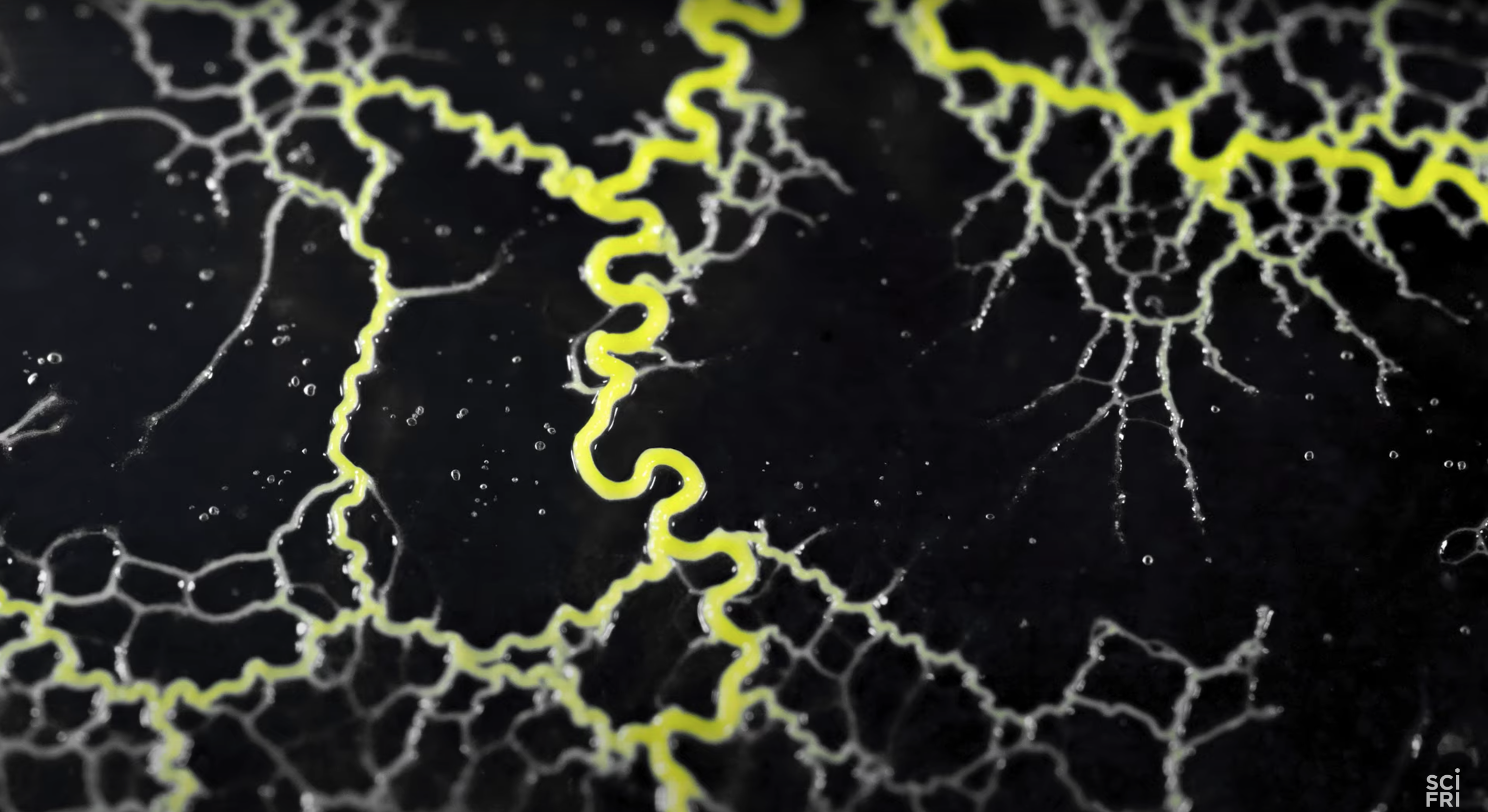 A close-up of a slime mold