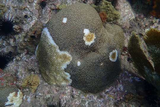 a brown round coral with white and tan spots where stony coral tissue loss disease has affected it