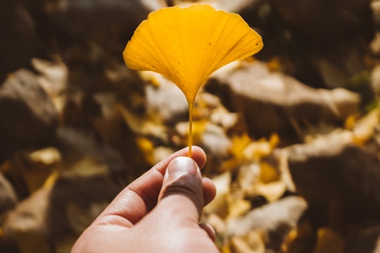 close up of a person holding a gingko leaf