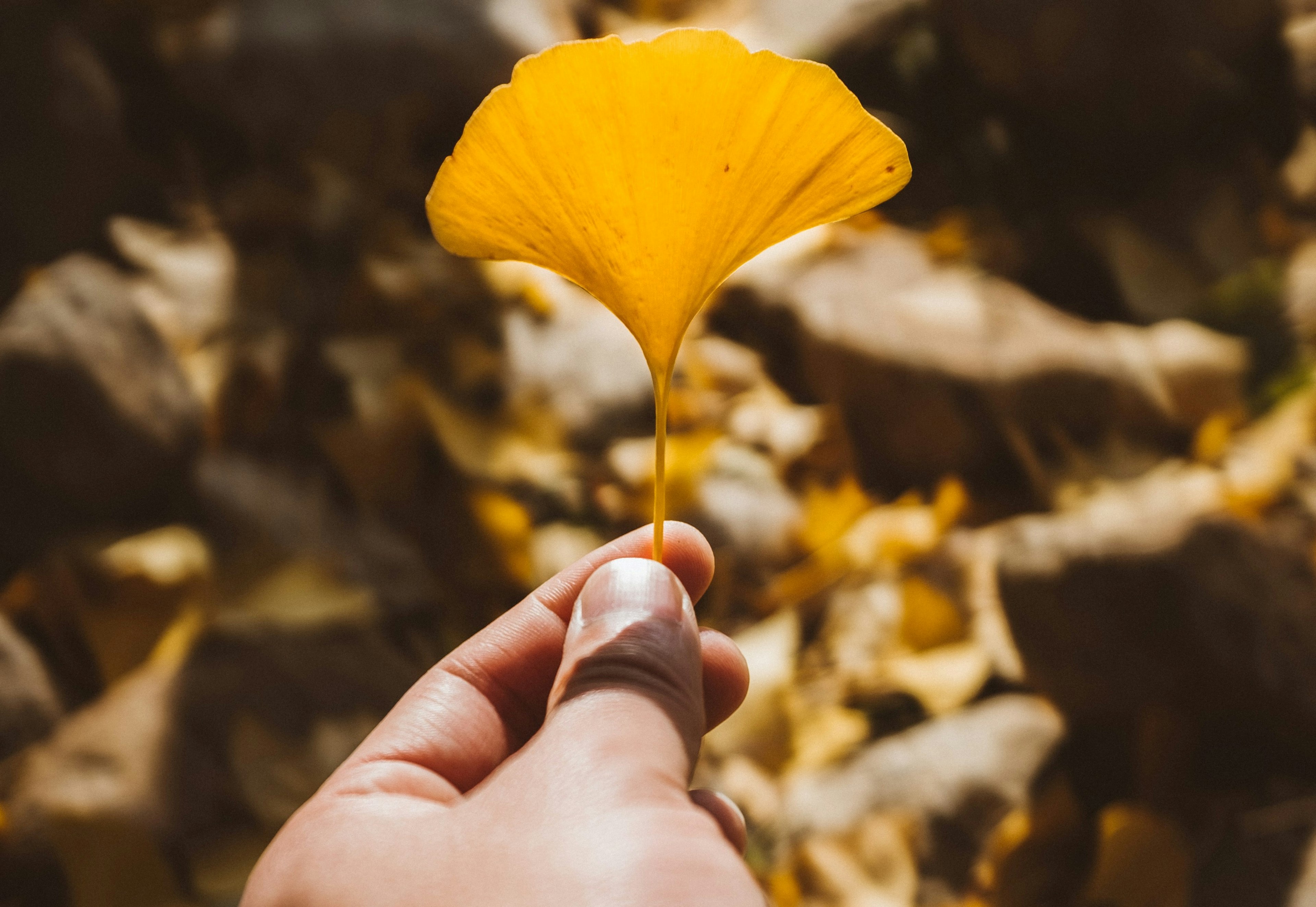 close up of a person holding a gingko leaf