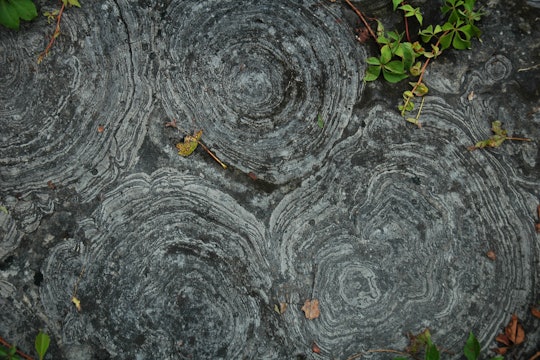 Stromatolite fossils