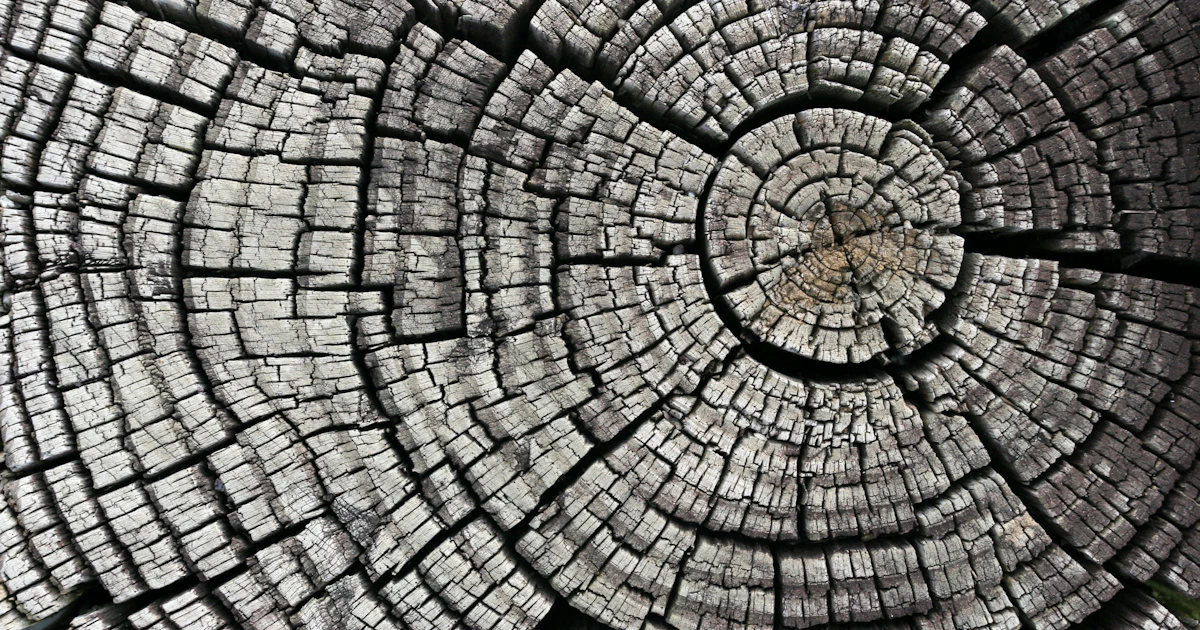 What does California's future look like? Scientists asked trees