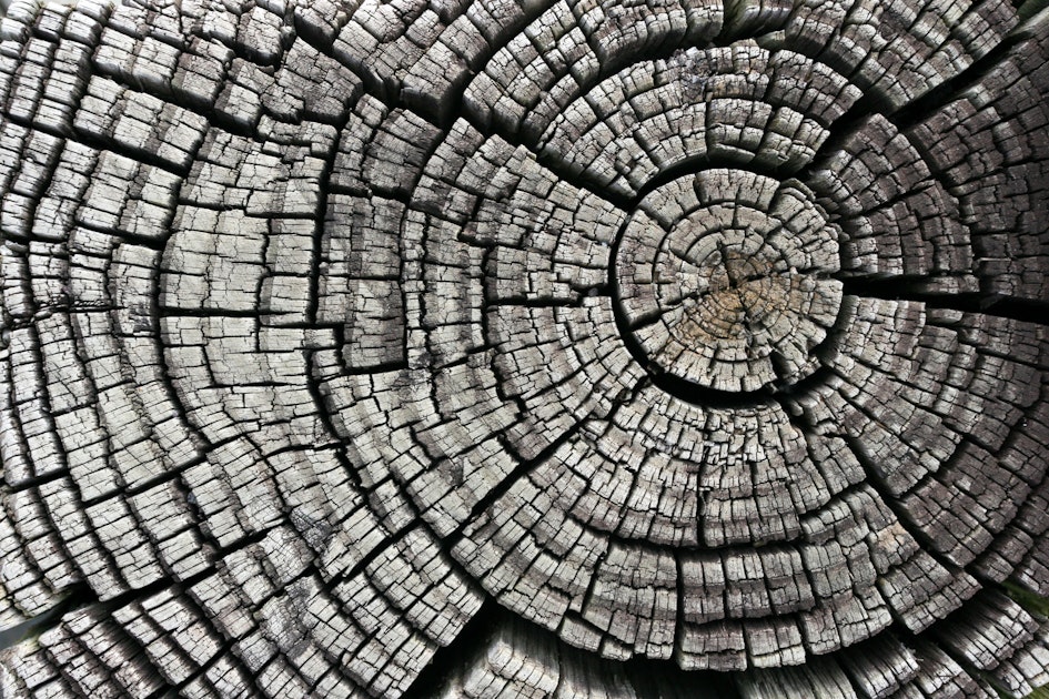 Срез дерева текстура