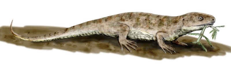 captorhinus drawing