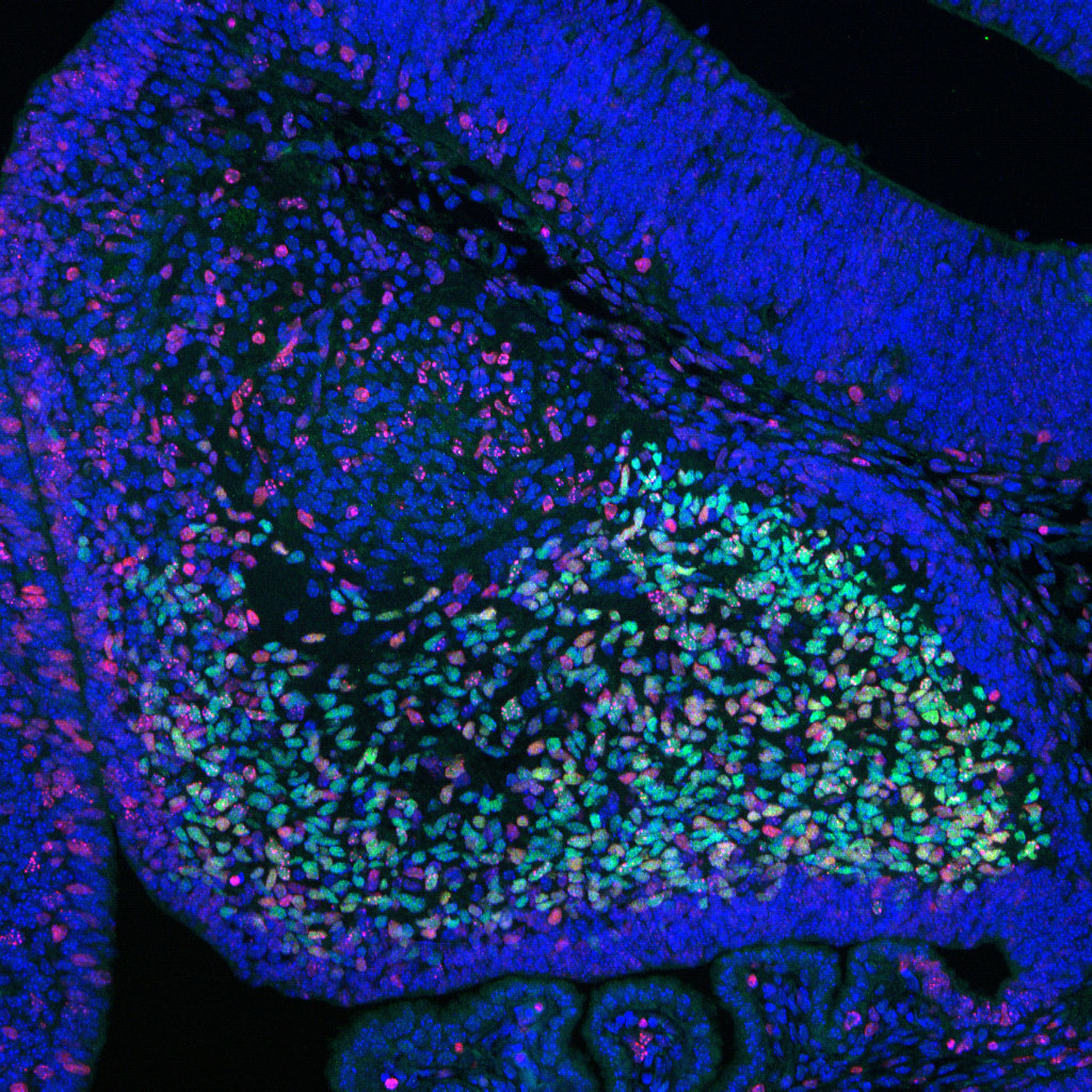 A cross-section of a mouse cerebellum