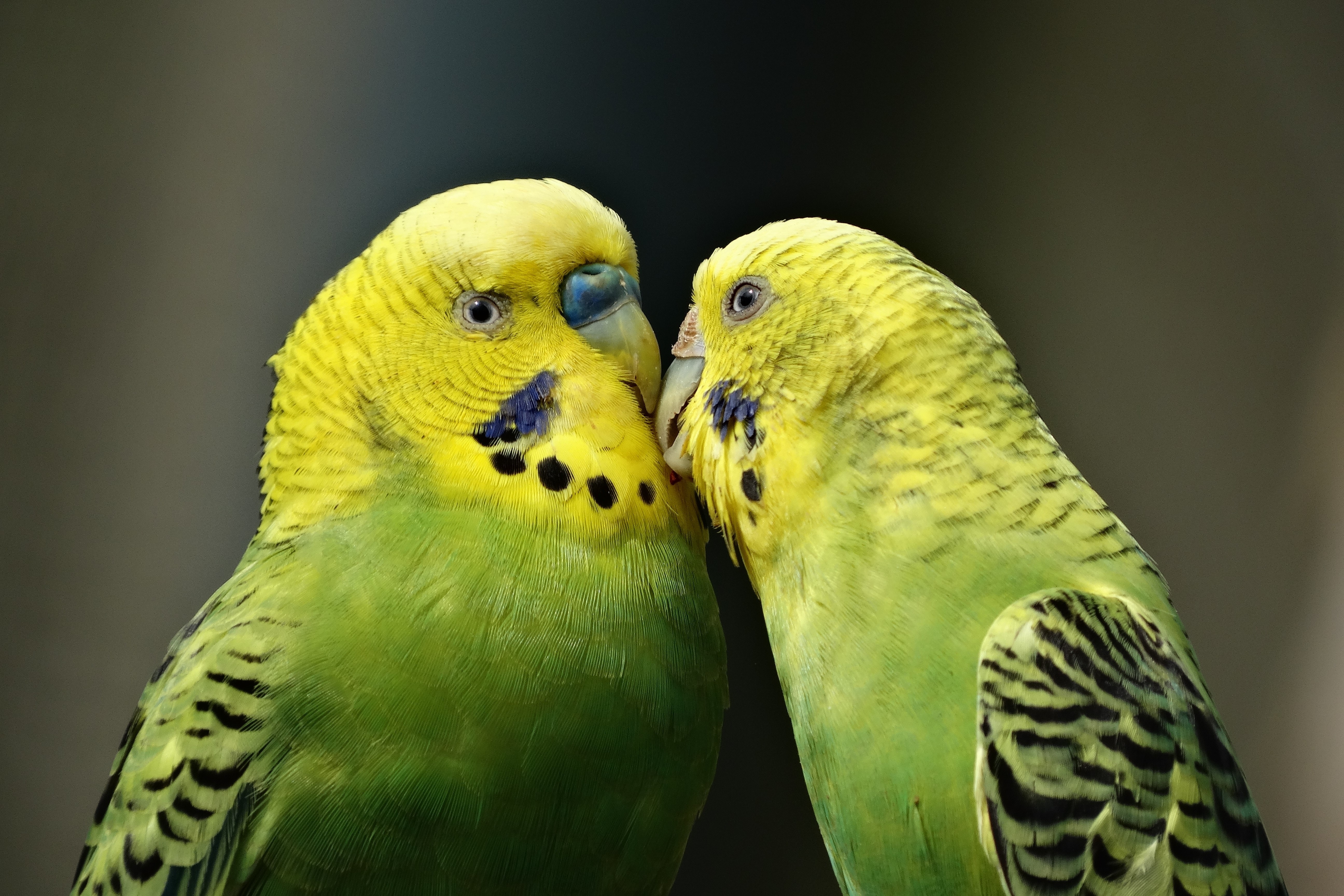 a pair of budgie parakeets groom each other's feathers