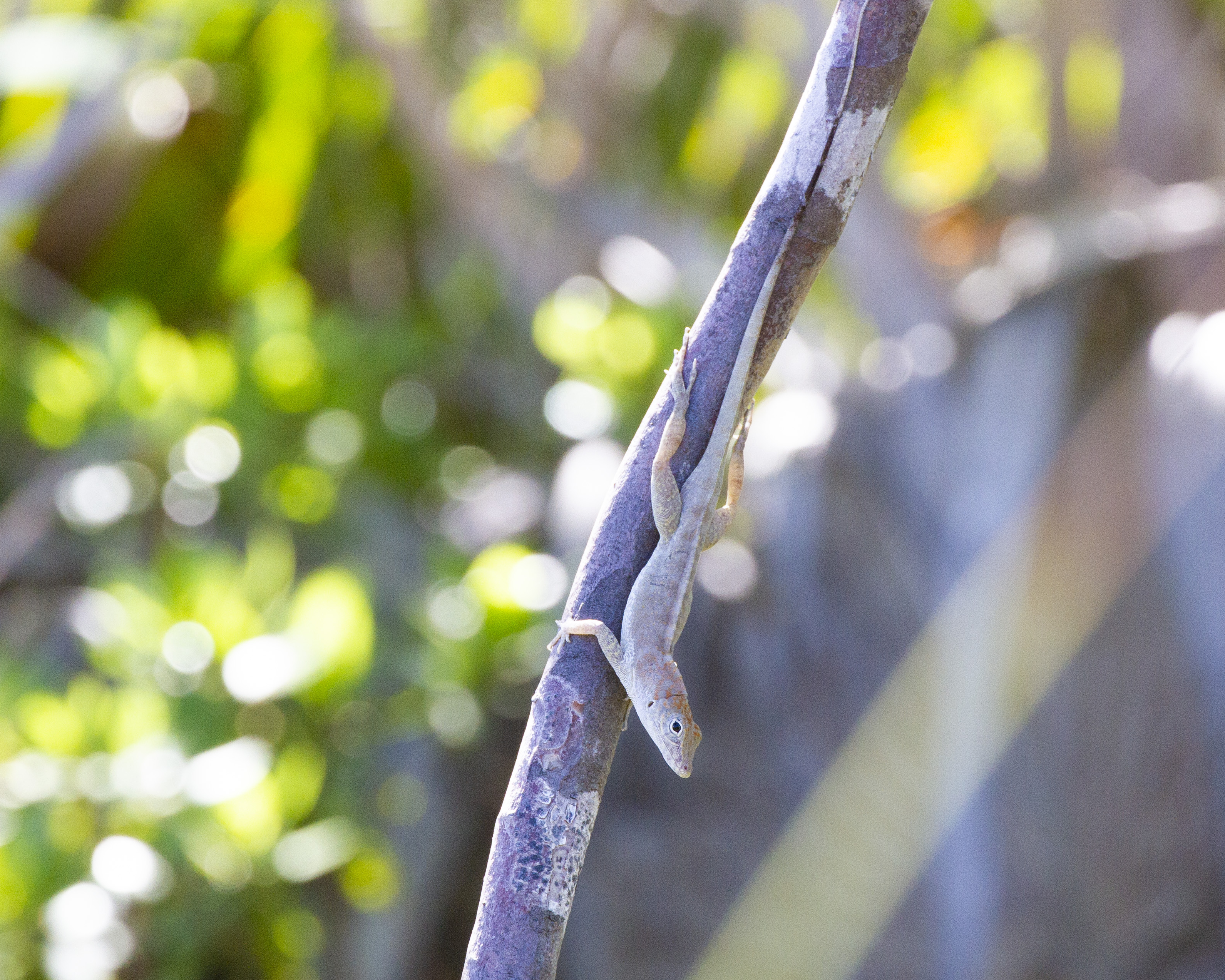 Anolis Scriptus Anolis Scriptus