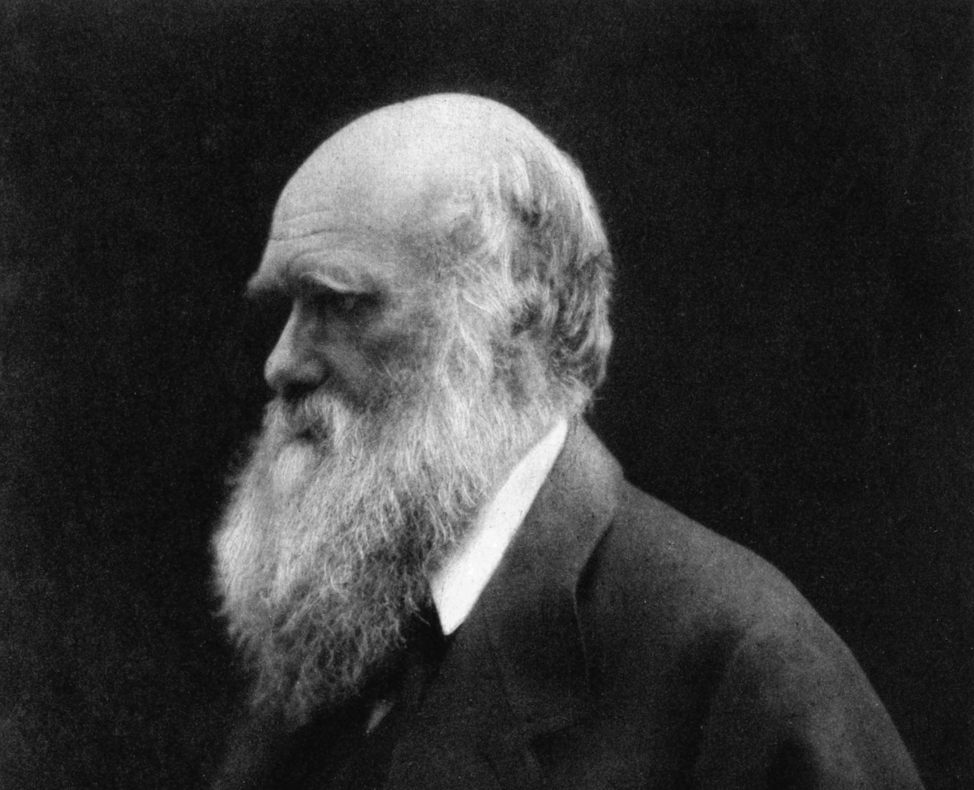 A portrait of Charles Darwin as an old man by Julia Margaret Cameron.
