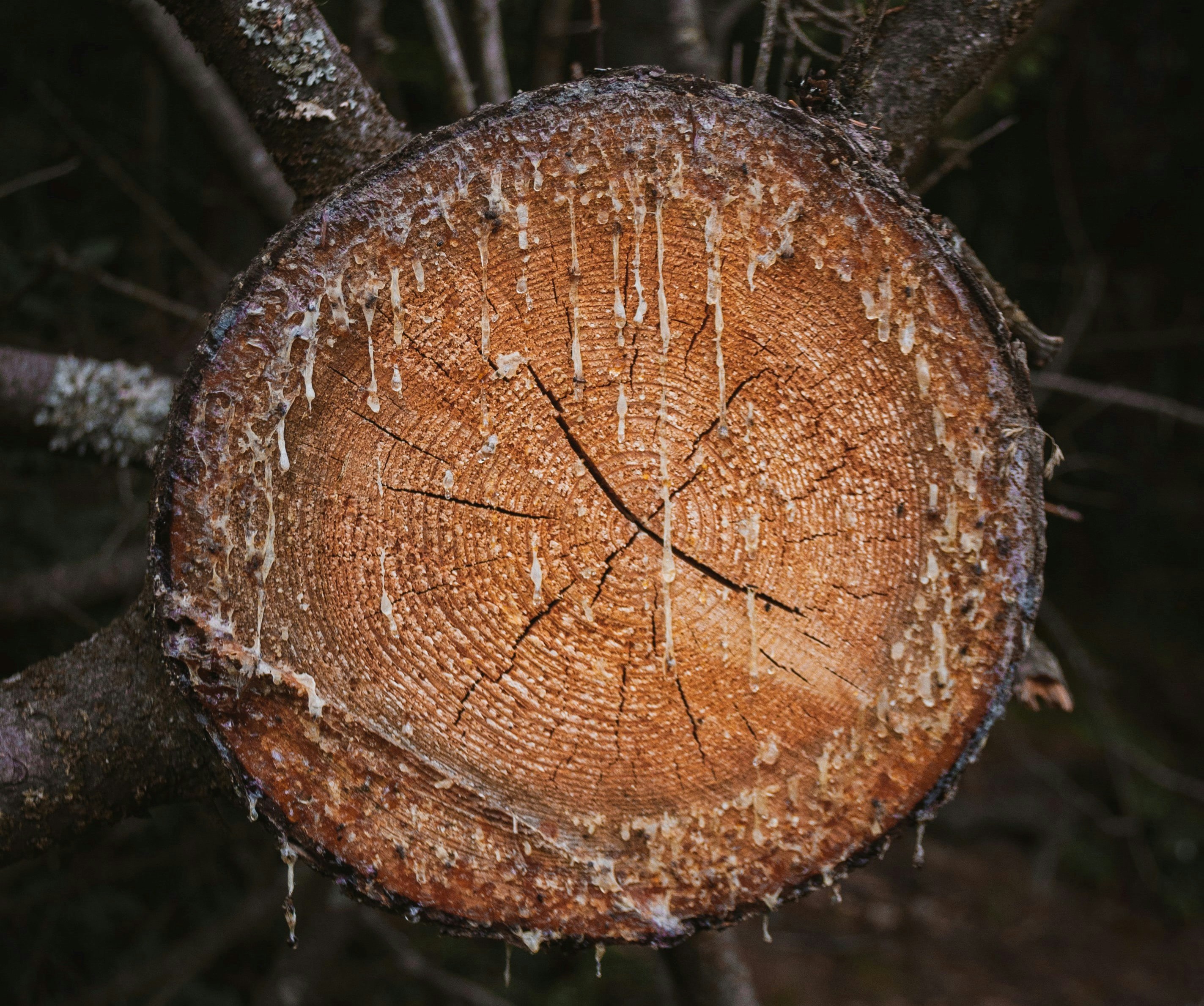a cut tree oozing resin