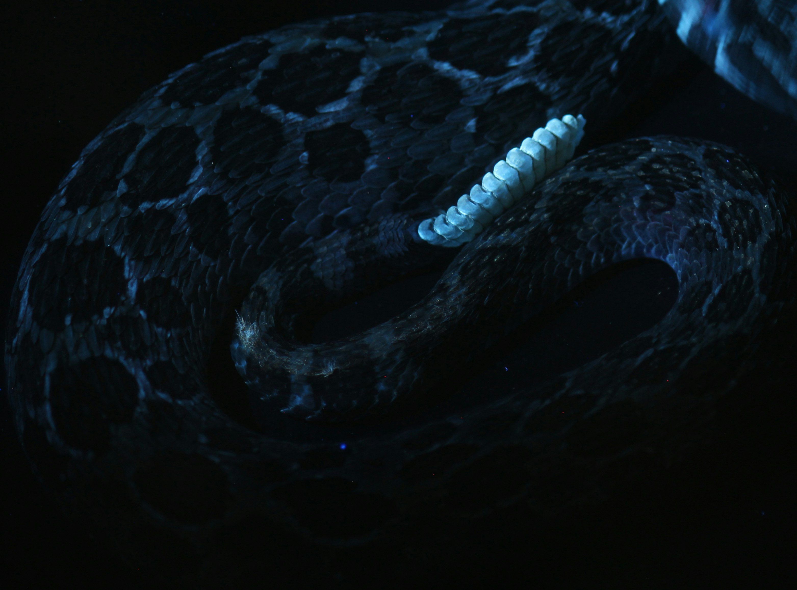 Photo of a Mexican lance-headed rattlesnake (Crotalus polystictus) rattle fluorescence under UV light