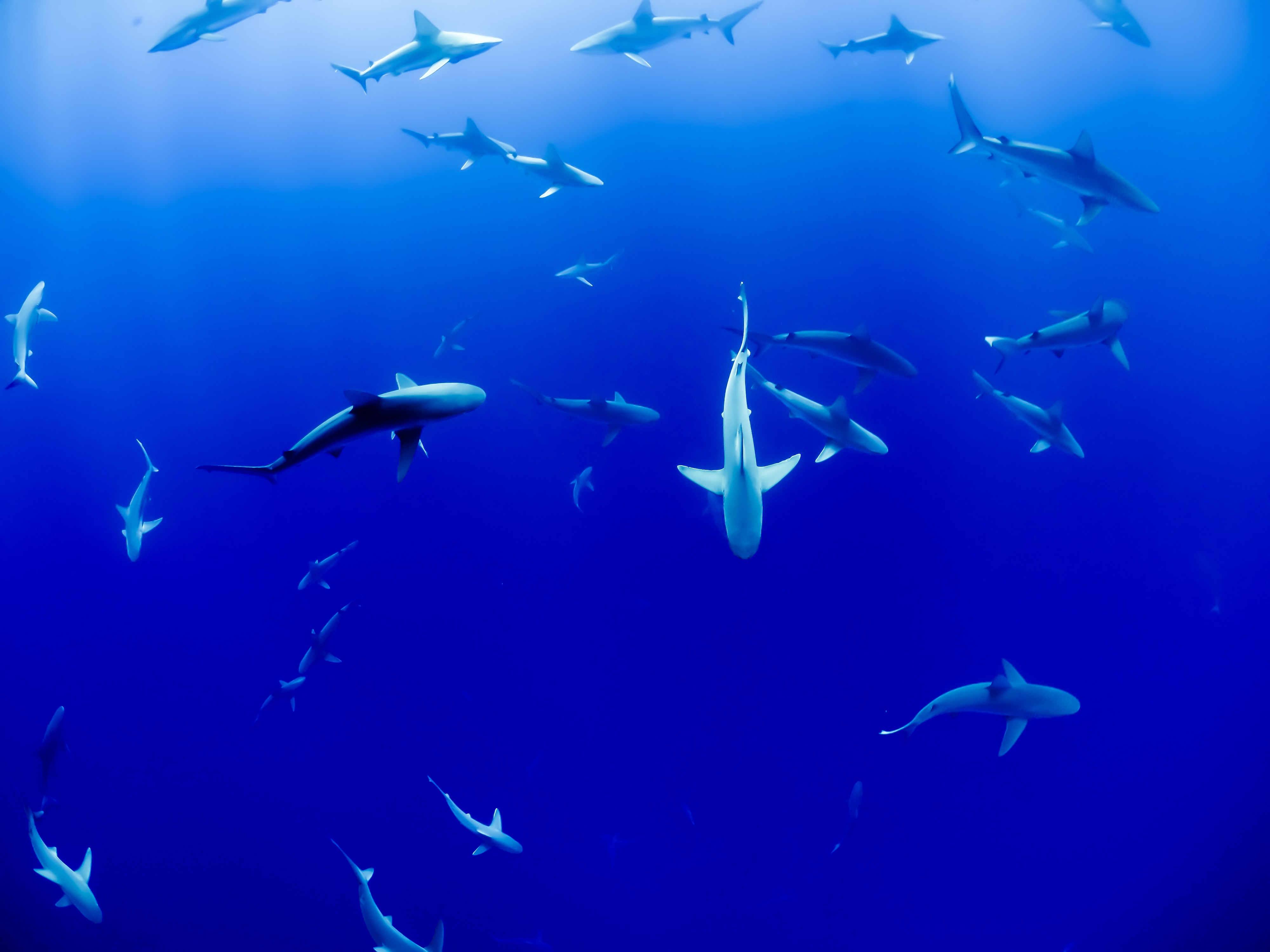 a group of sharks in the open ocean
