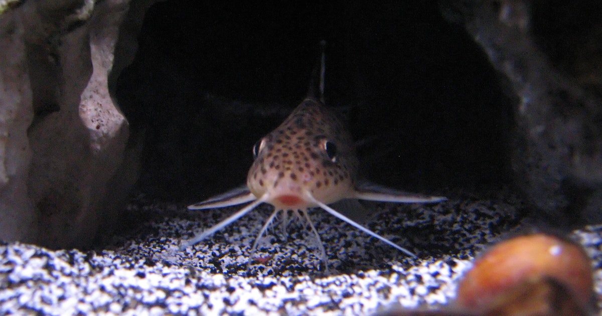 How to stop catfish from foisting their babies on you