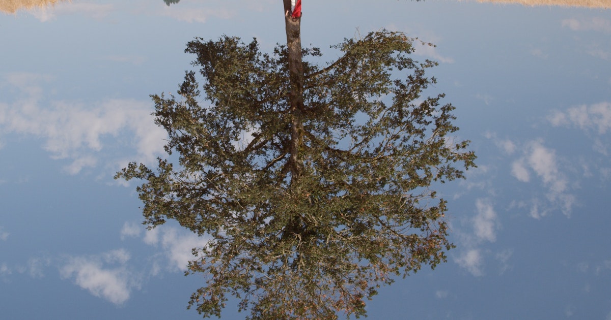 In some places, planting trees doesn't help store any more carbon