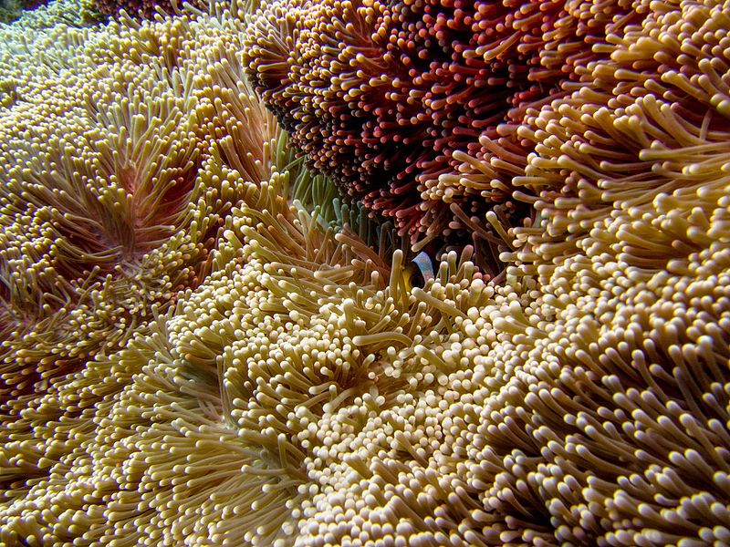 a sea of anemone tentacles