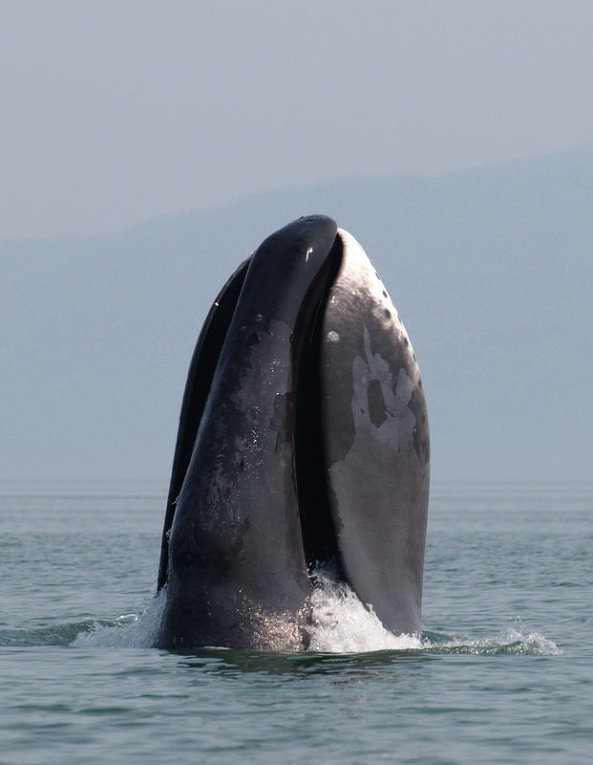 bowhead whale