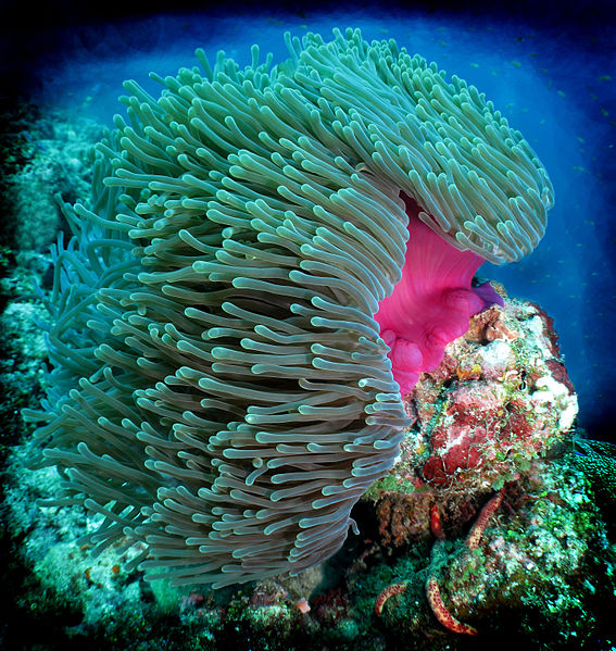 a vividly colored pink and teal anemone