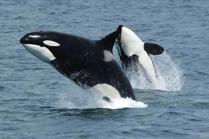 two killer whales jumping from the water