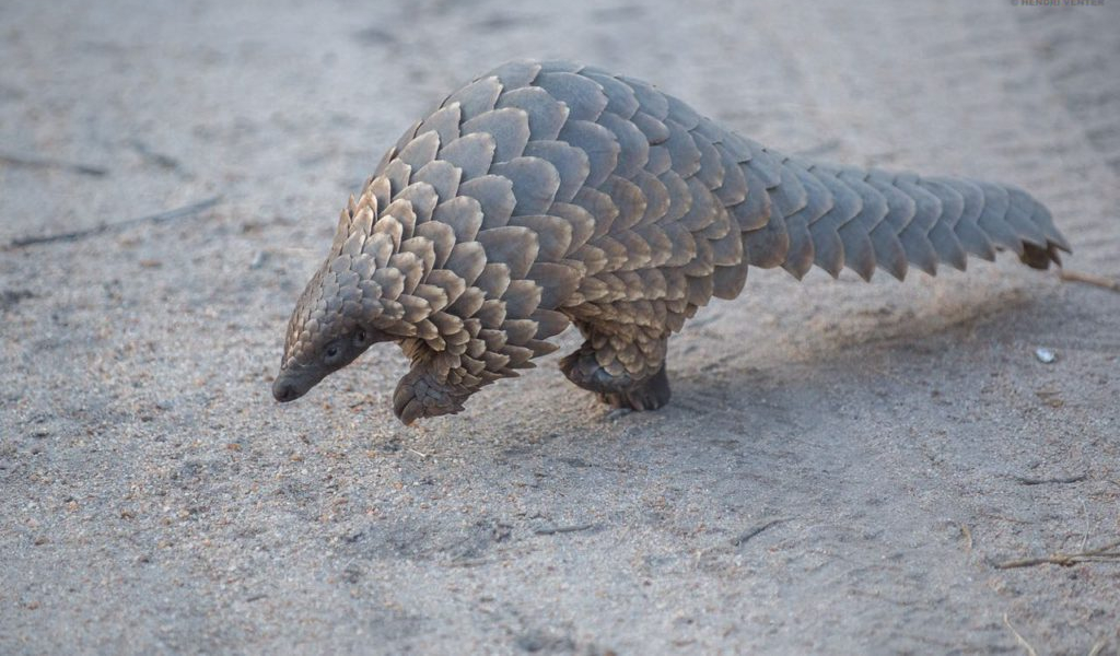 A pangolin