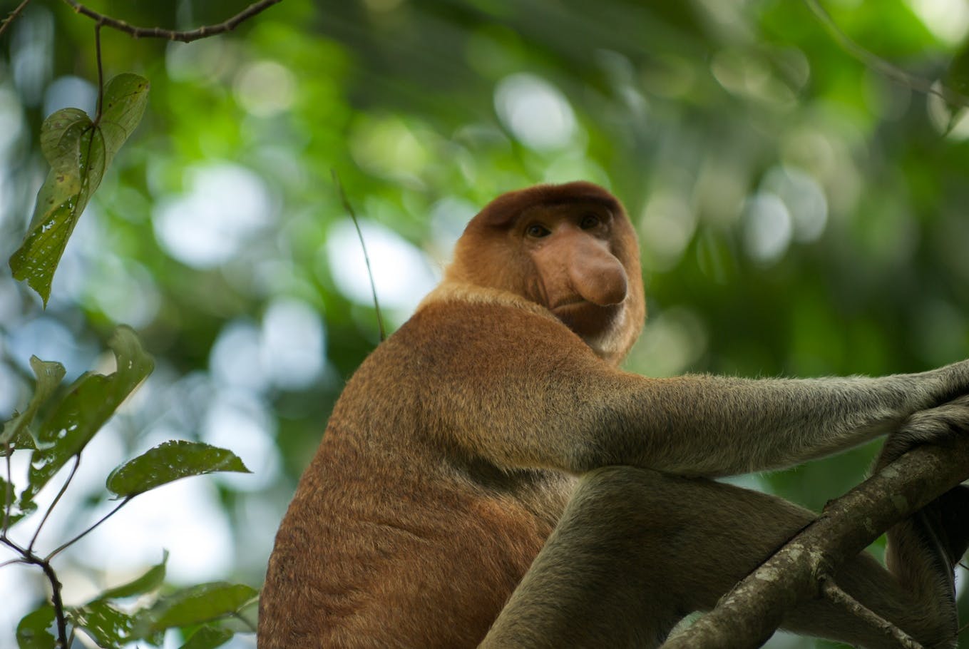 How one invasive plant can change a rainforest