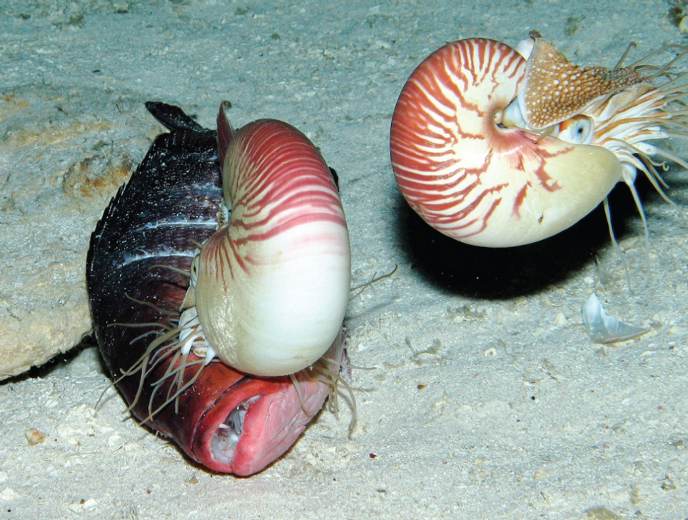 A pair of Nautilus pompilius feed on red bass bait deposited by an ROV on the sea floor, 703 m below the surface