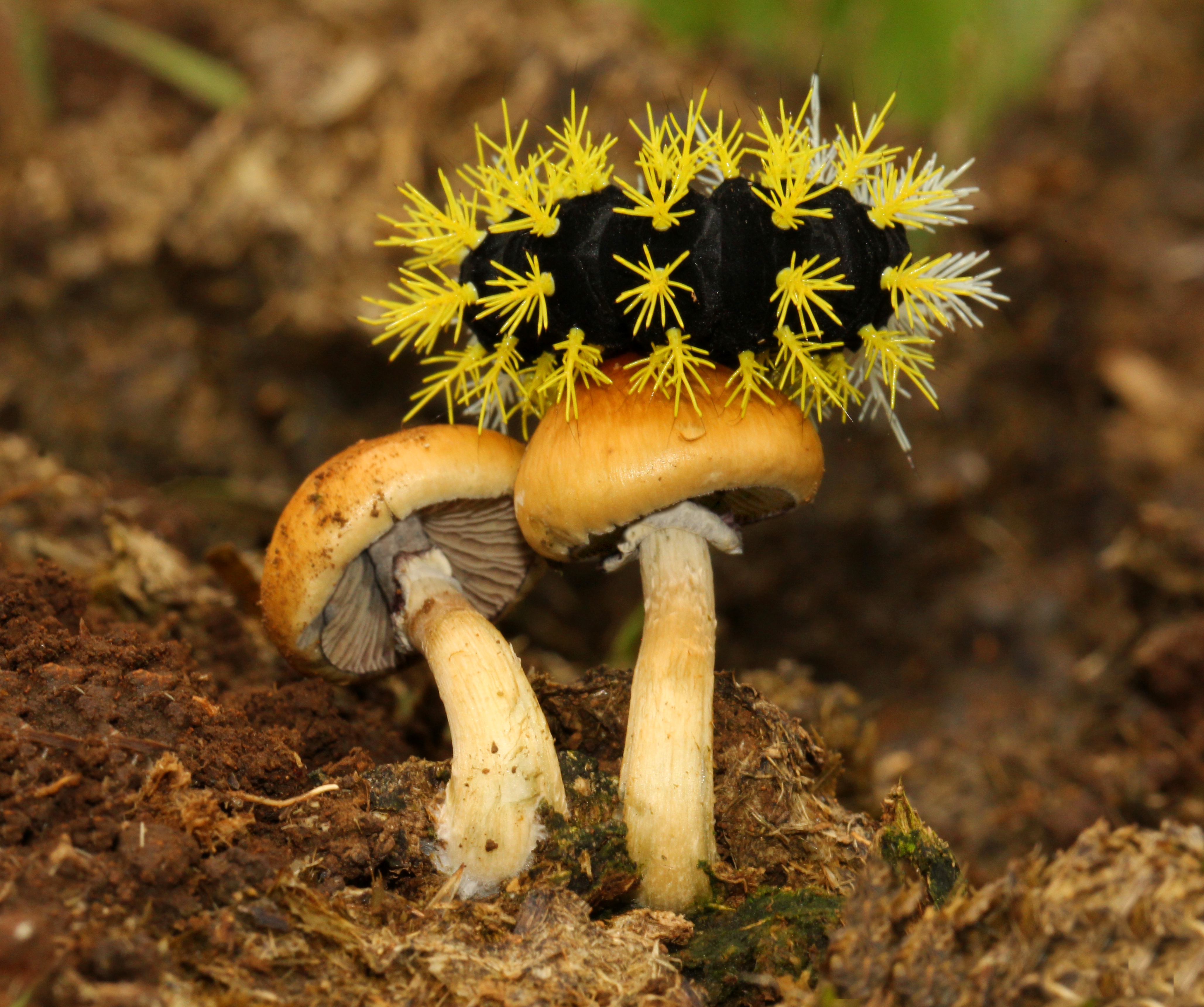 Psilocybe cubensis, a mushroom that contains psilocybin, with a yellow-and-black caterpillar