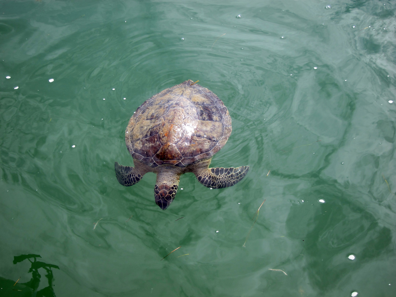 a turtle floats on shallow water