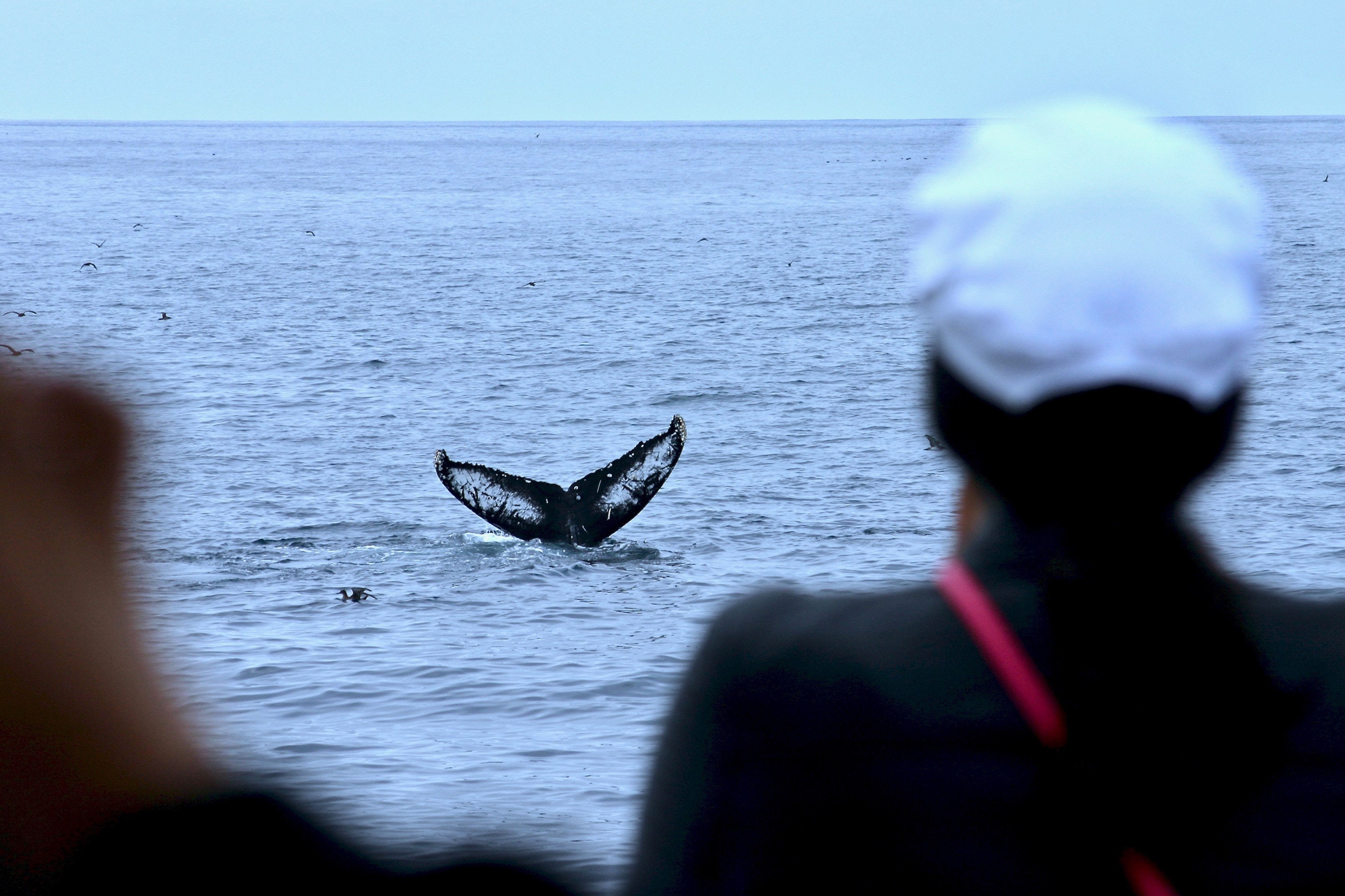 The tail of a whale appears out of the distance from the water.