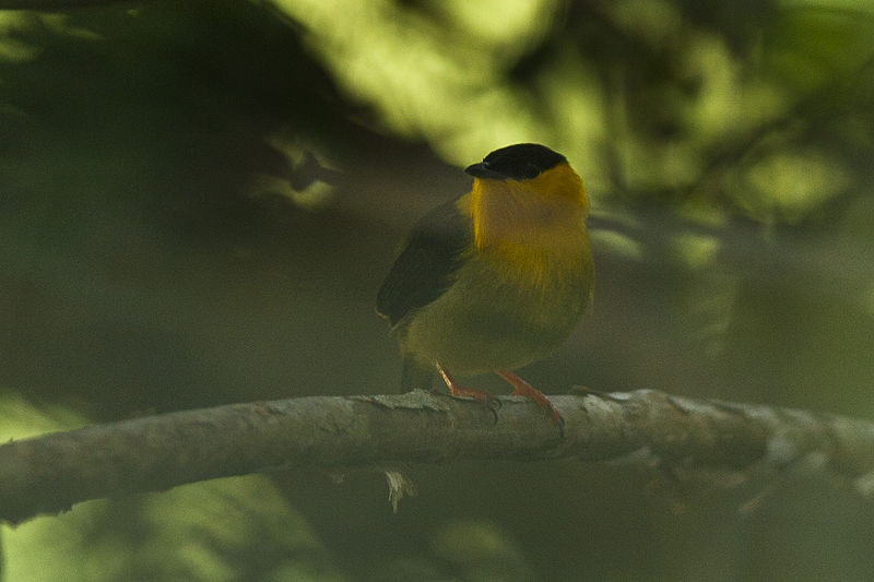 a yellow and black bird in tree shadows