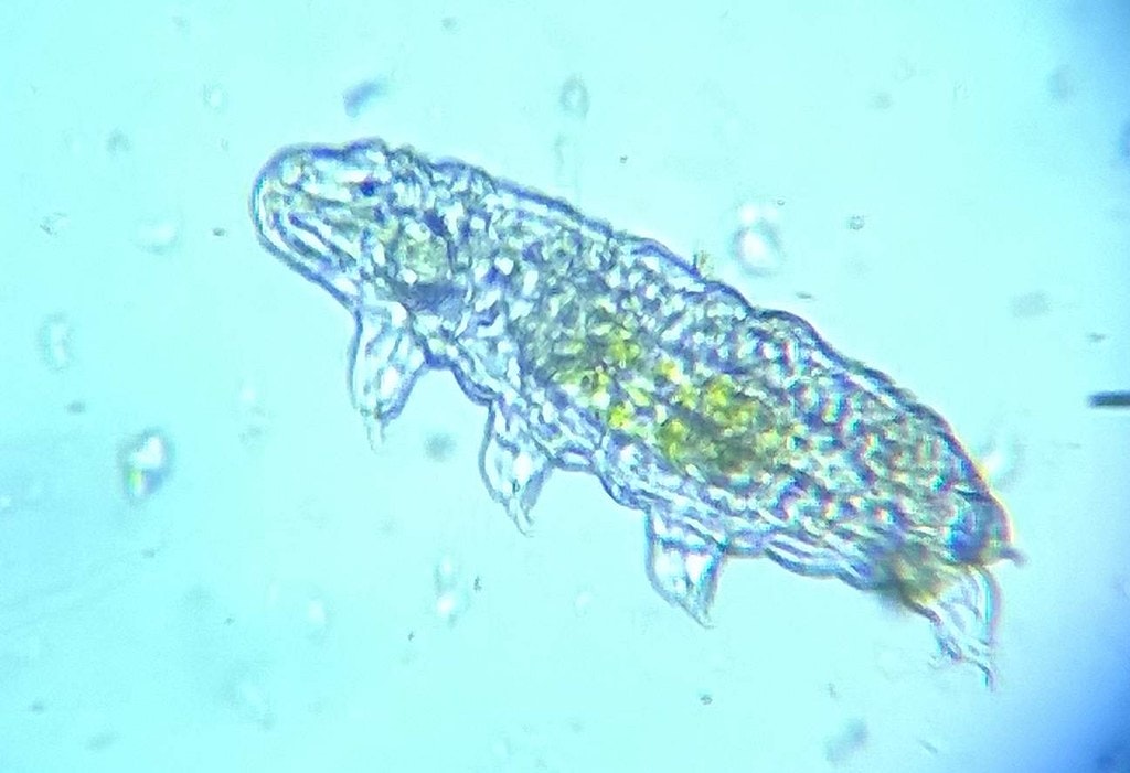 a microscope image of a tardigrade against a blue background