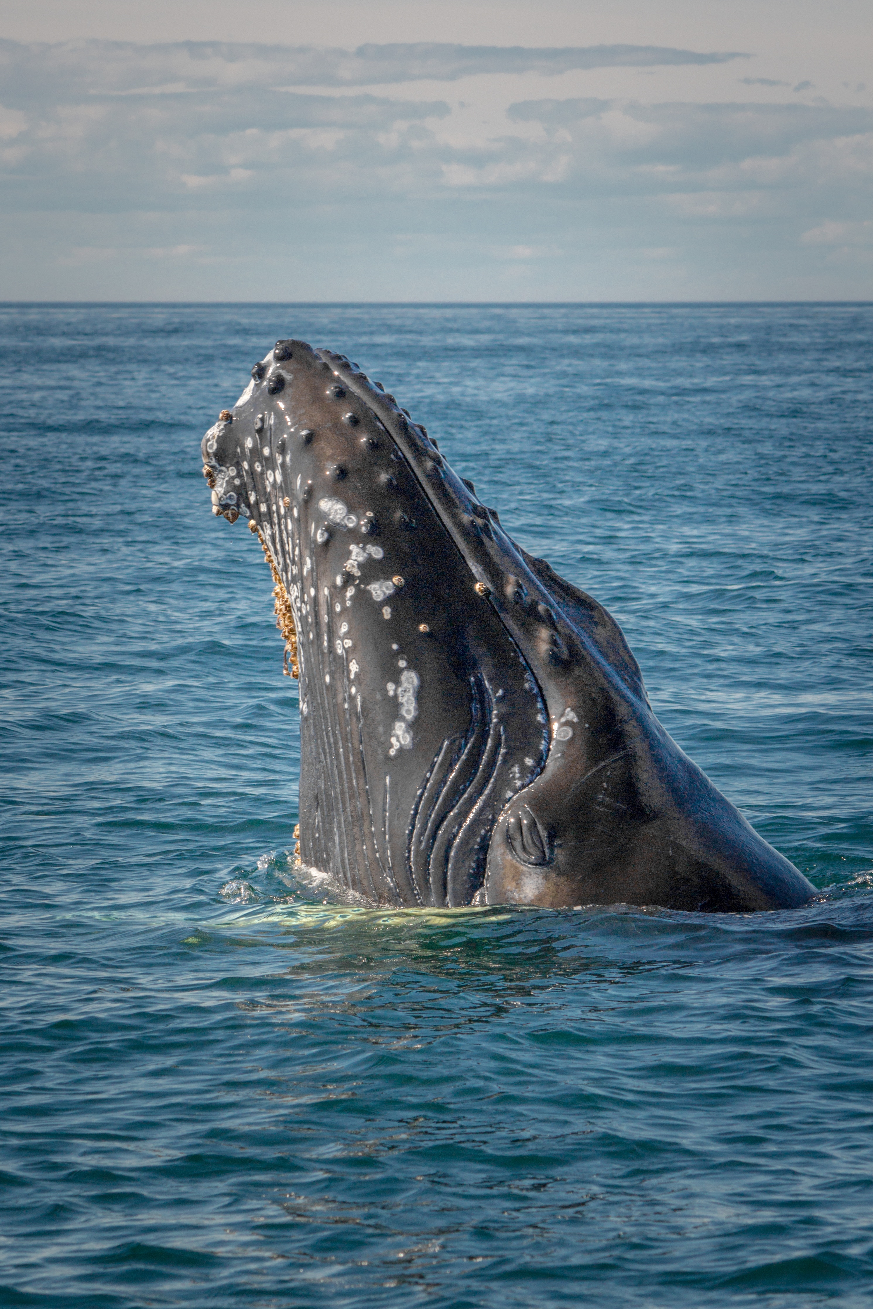 A close up photo of a sperm whale emerging from the water.