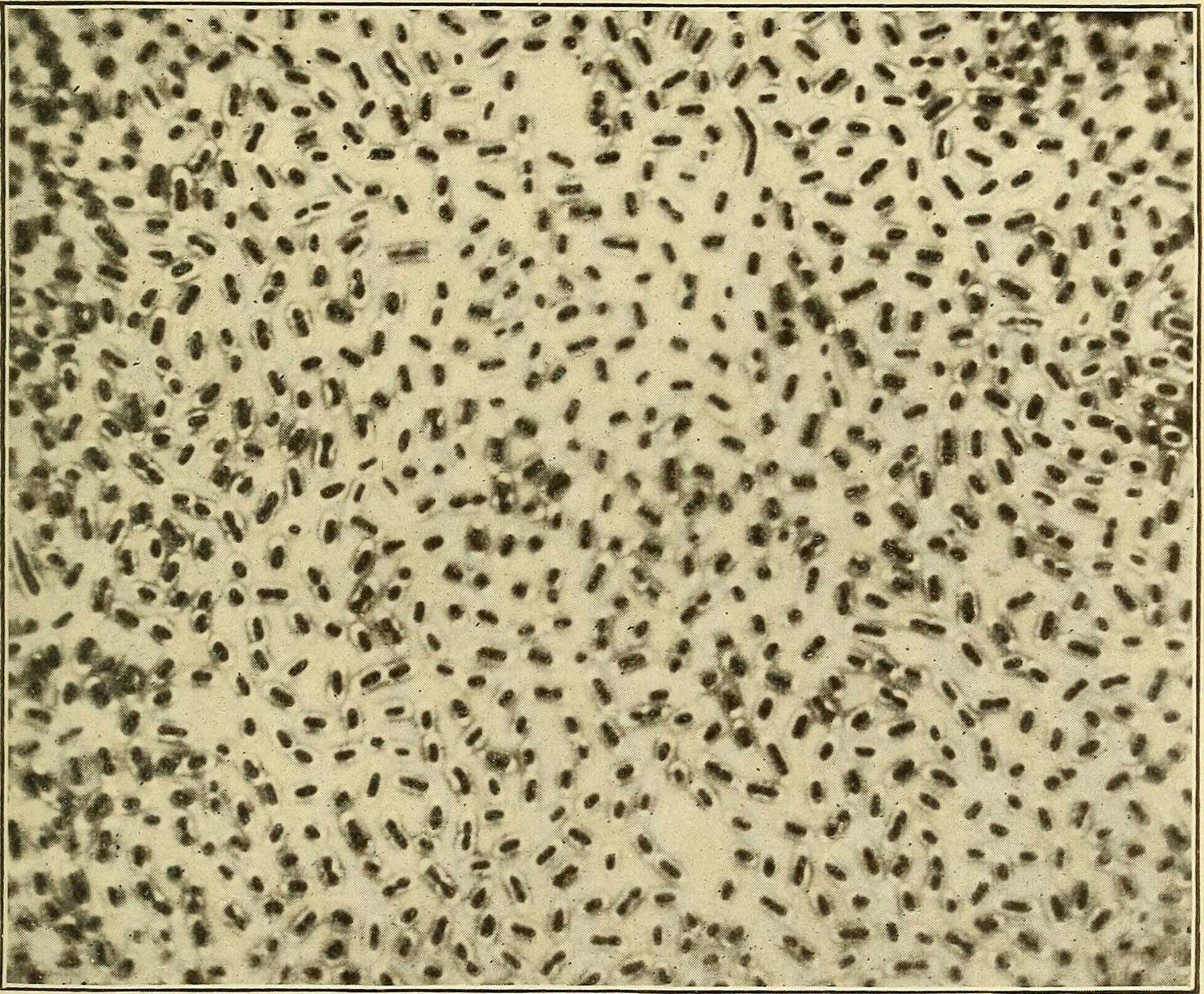 A microscope image of Bacillus mucosus capsulatus, a small rod-shaped bacteria.