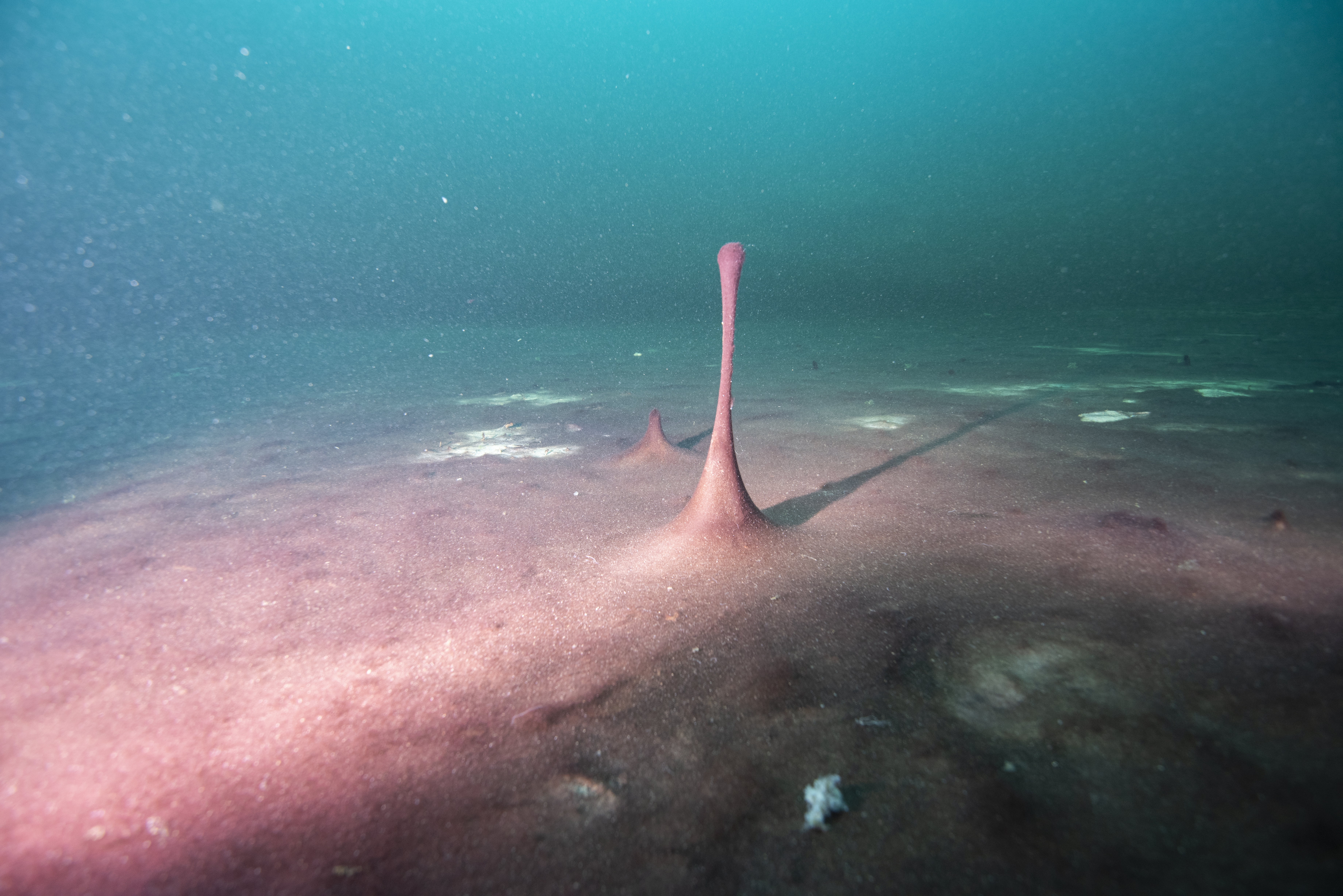 Mats of purple cyanobacteria carpet the floor of the Middle Island Sinkhole off the coast of Alpena, Michigan. When gas accumulates underneath the bacteria filaments, it can lift up the mat forming the “finger” structures shown here