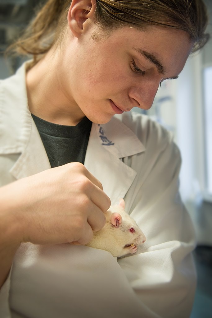 person in a lab coat holding a white lab rat