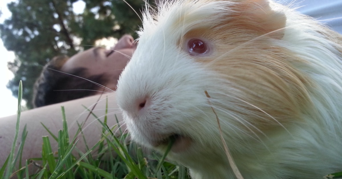 Guinea Pig Evolution Can Teach Us About Human History In The Americas