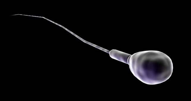 A spermotozoa