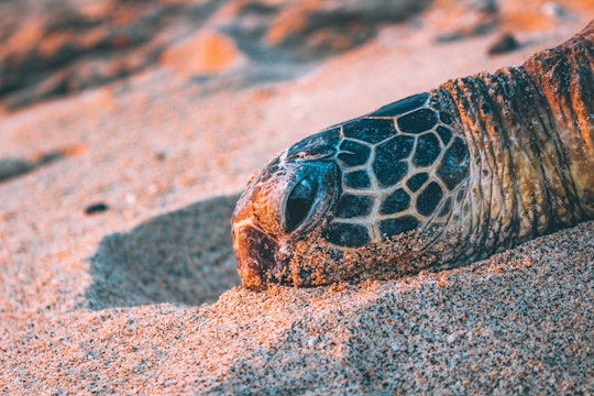 a sea turtle with its head resting on the sand