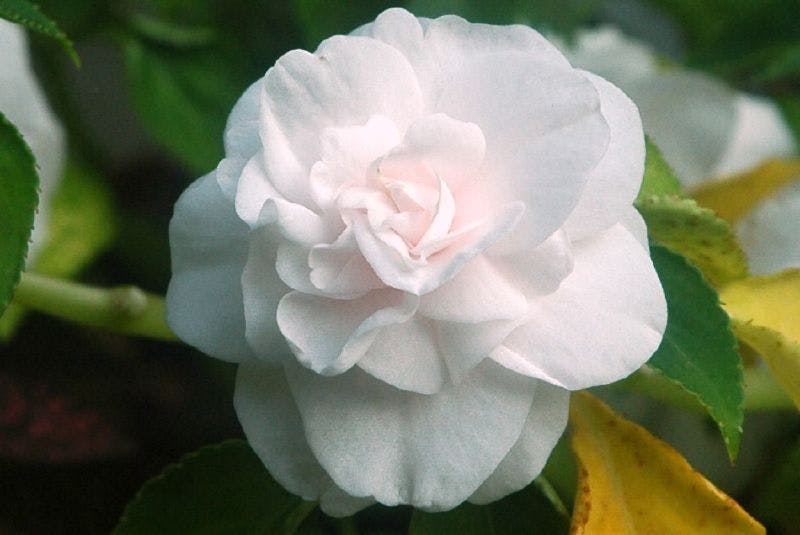 bílý květ