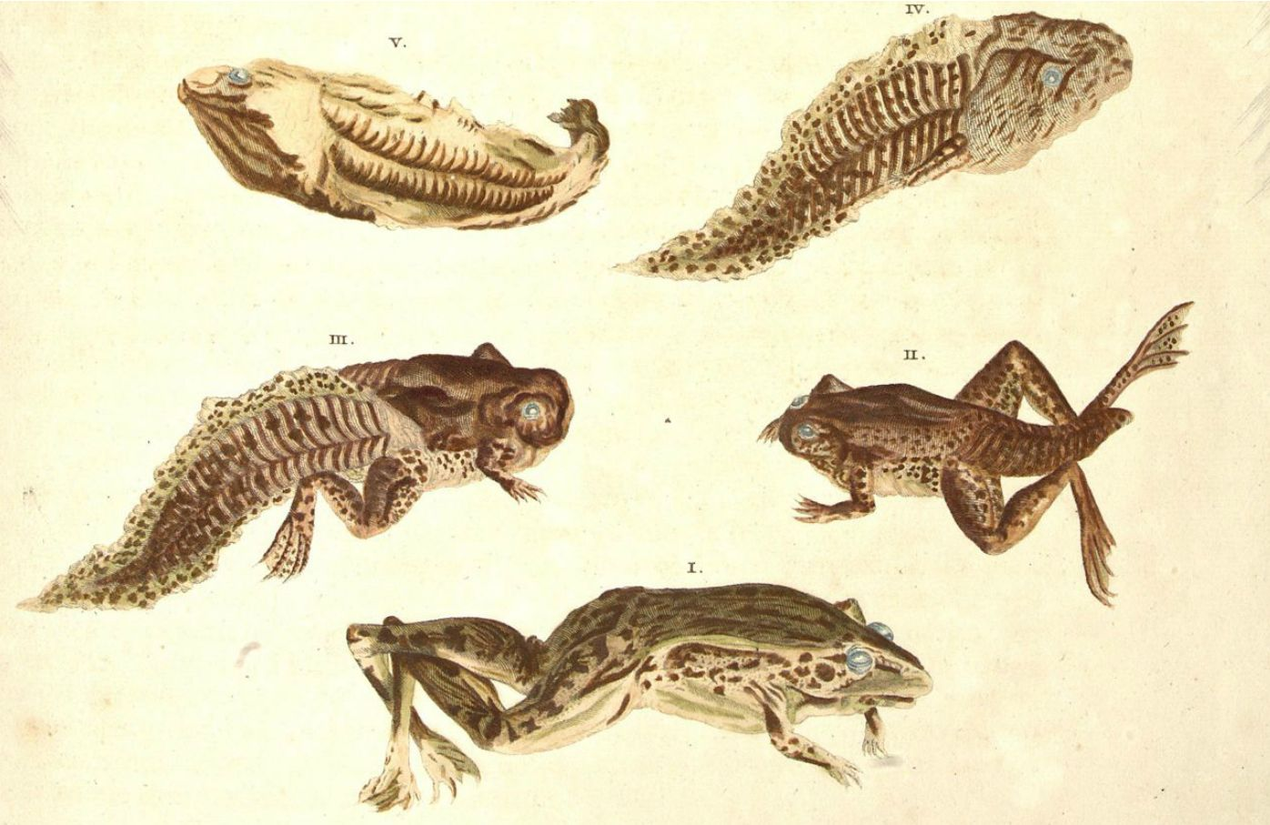 Frog life cycle from Metamorphosis insectorum Surinamensium