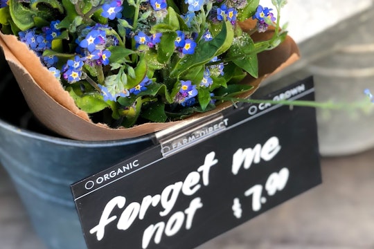 Forget-me-not flowers Forget-me-not flowers in a basket
