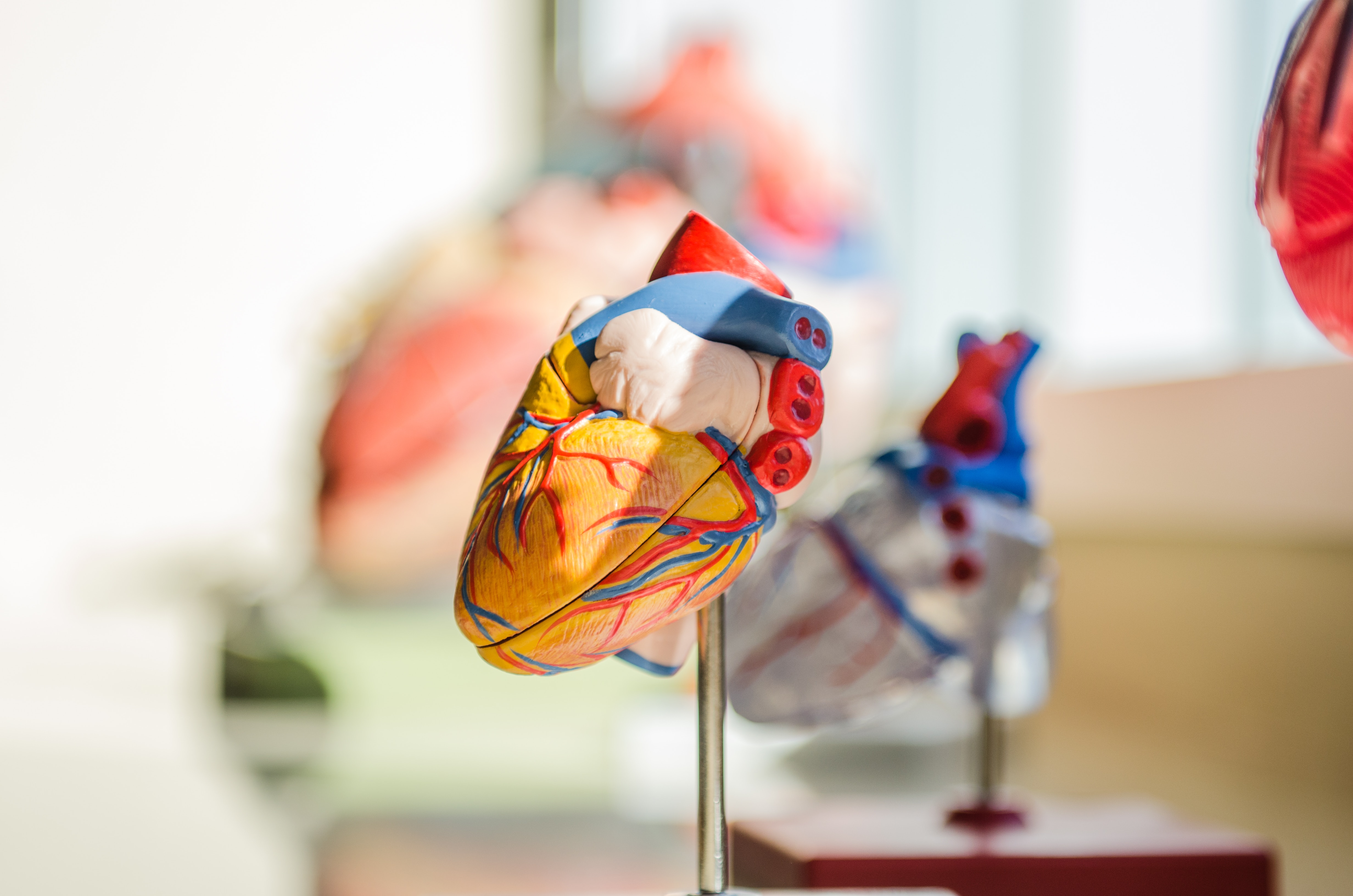 heart organ model anatomy
