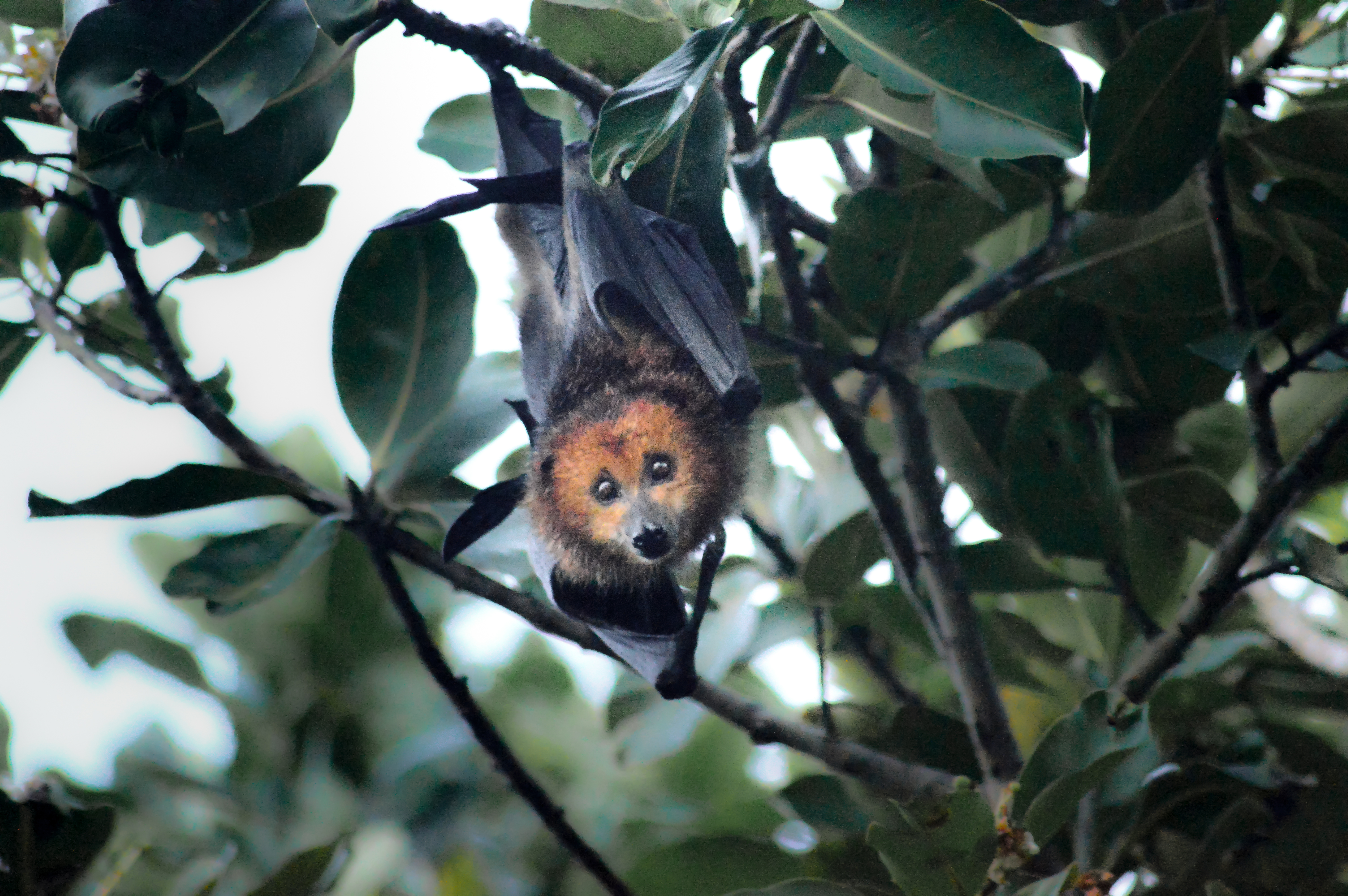 The Mauritian flying fox is endangered, and a frequent target of culling efforts. 