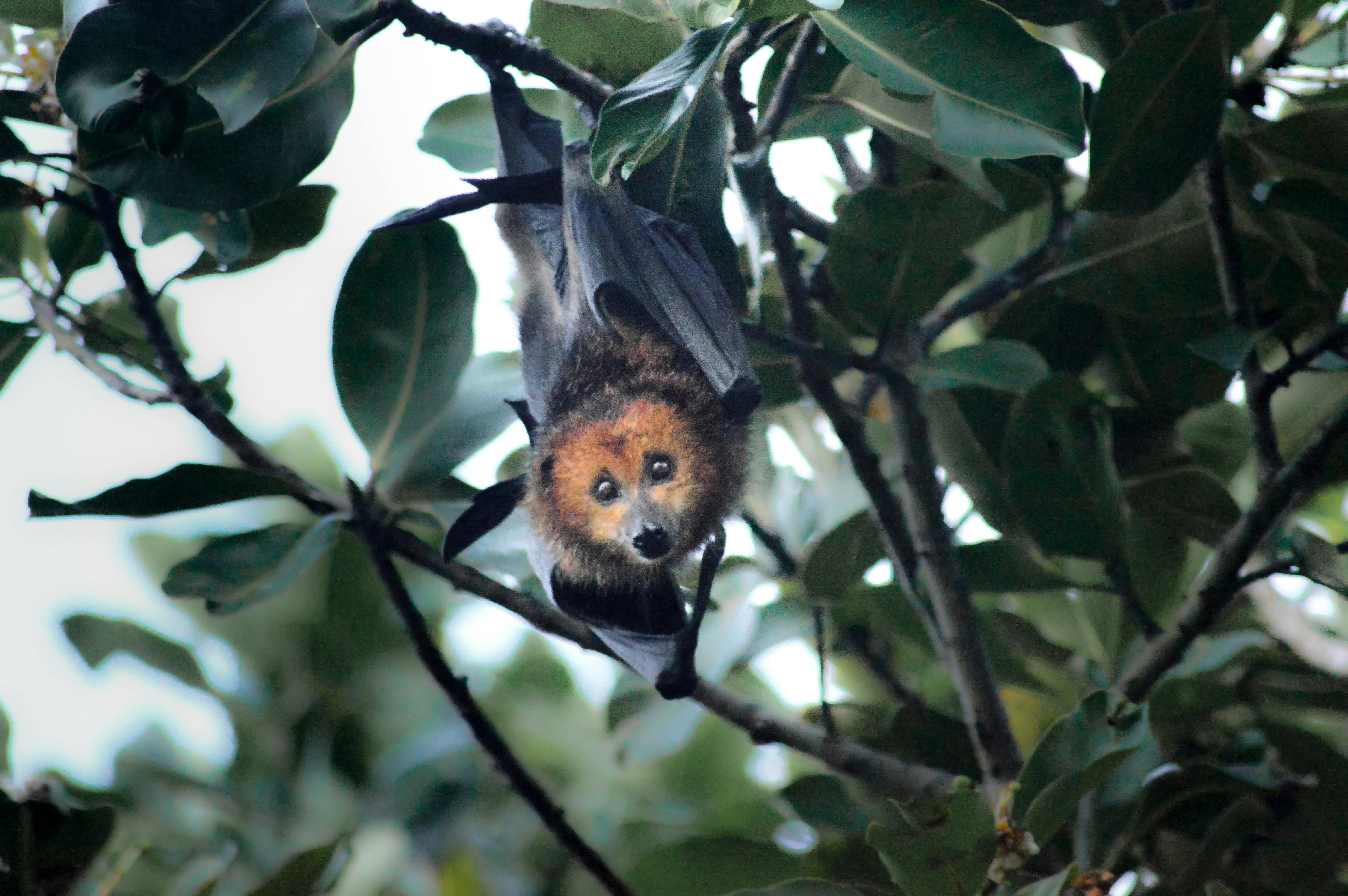 weeding-out-non-native-strawberry-guava-keeps-a-flying-fox-and-the