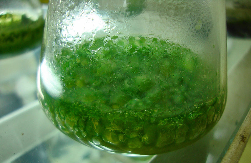a green blue-green algae solution in a beaker