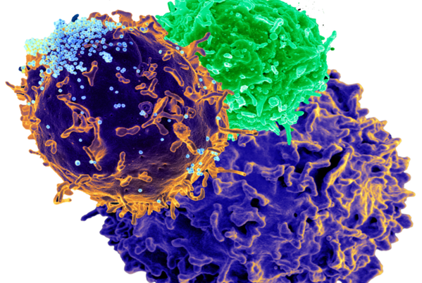 brightly colored and spiky green, orange, and blue t cells against a white background