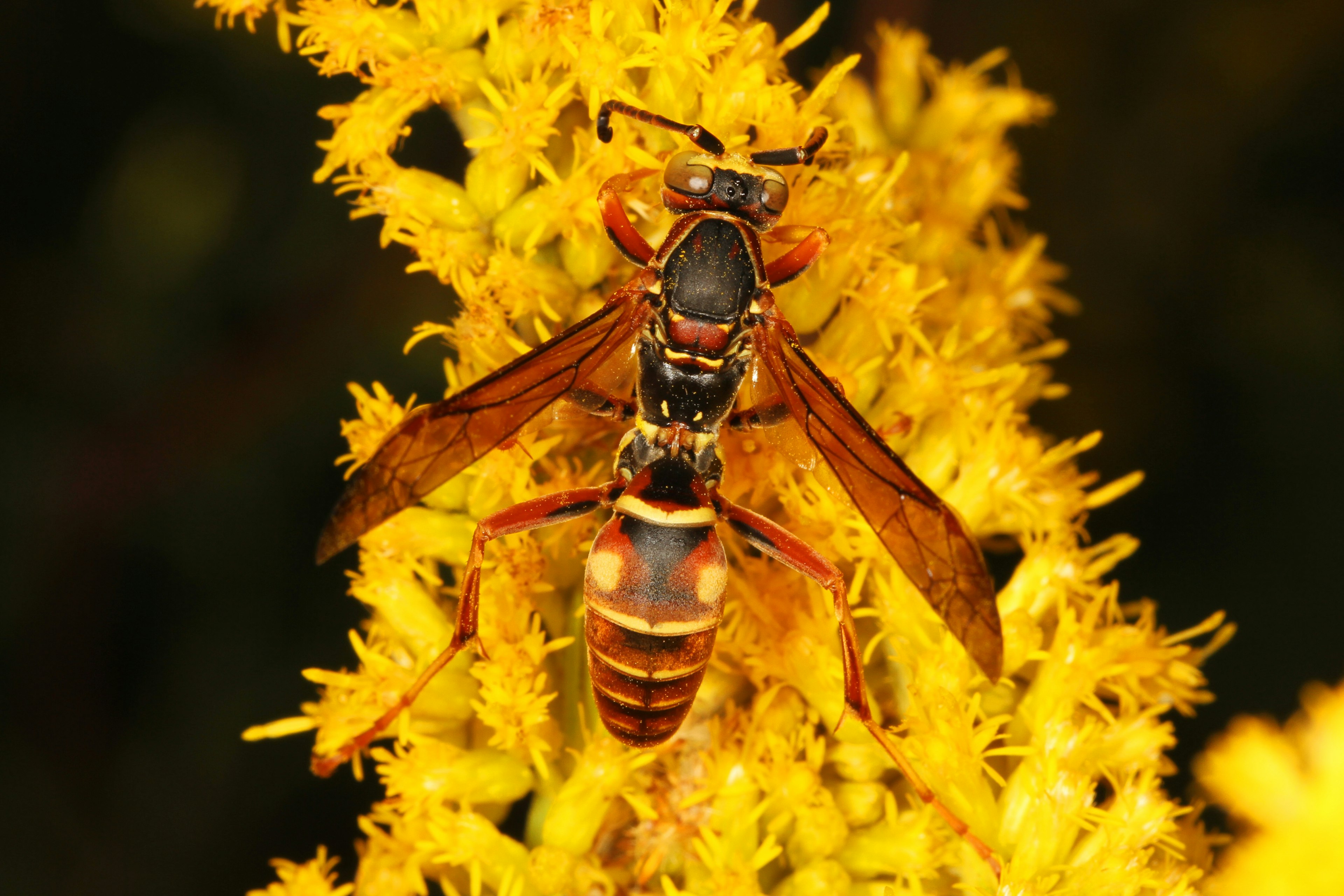 Polistes fuscatus from Virginia with brilliant red and yellow concentric abdominal spots