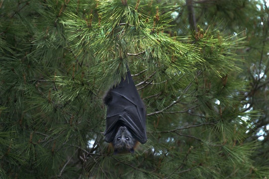 fruit bat in tree a large bat hanging in a pine tree