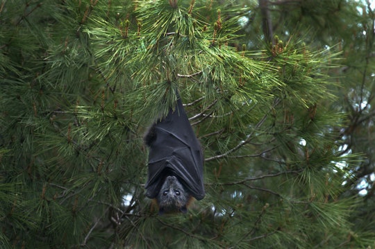 a large bat hanging in a pine tree