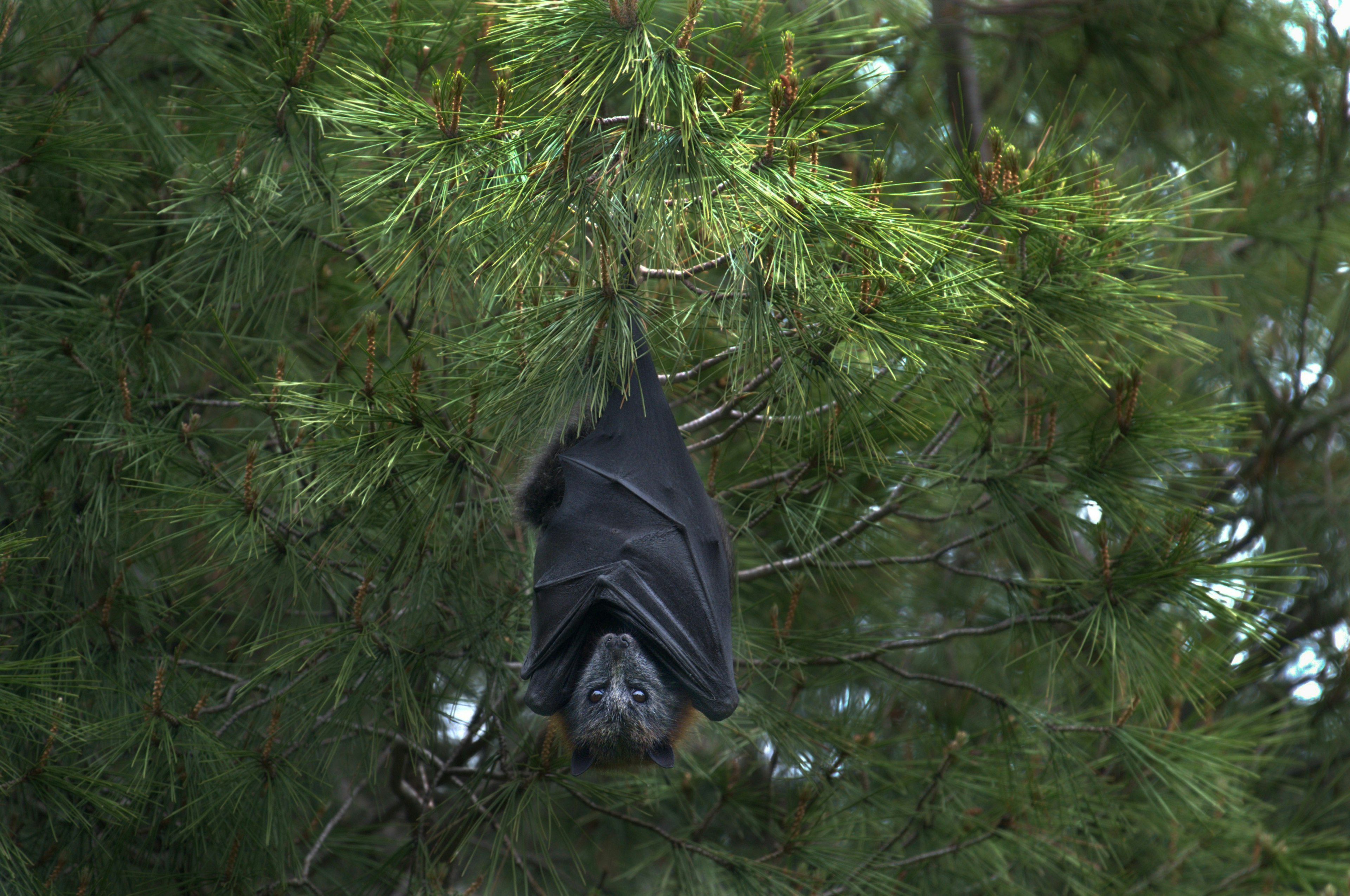 a large bat hanging in a pine tree