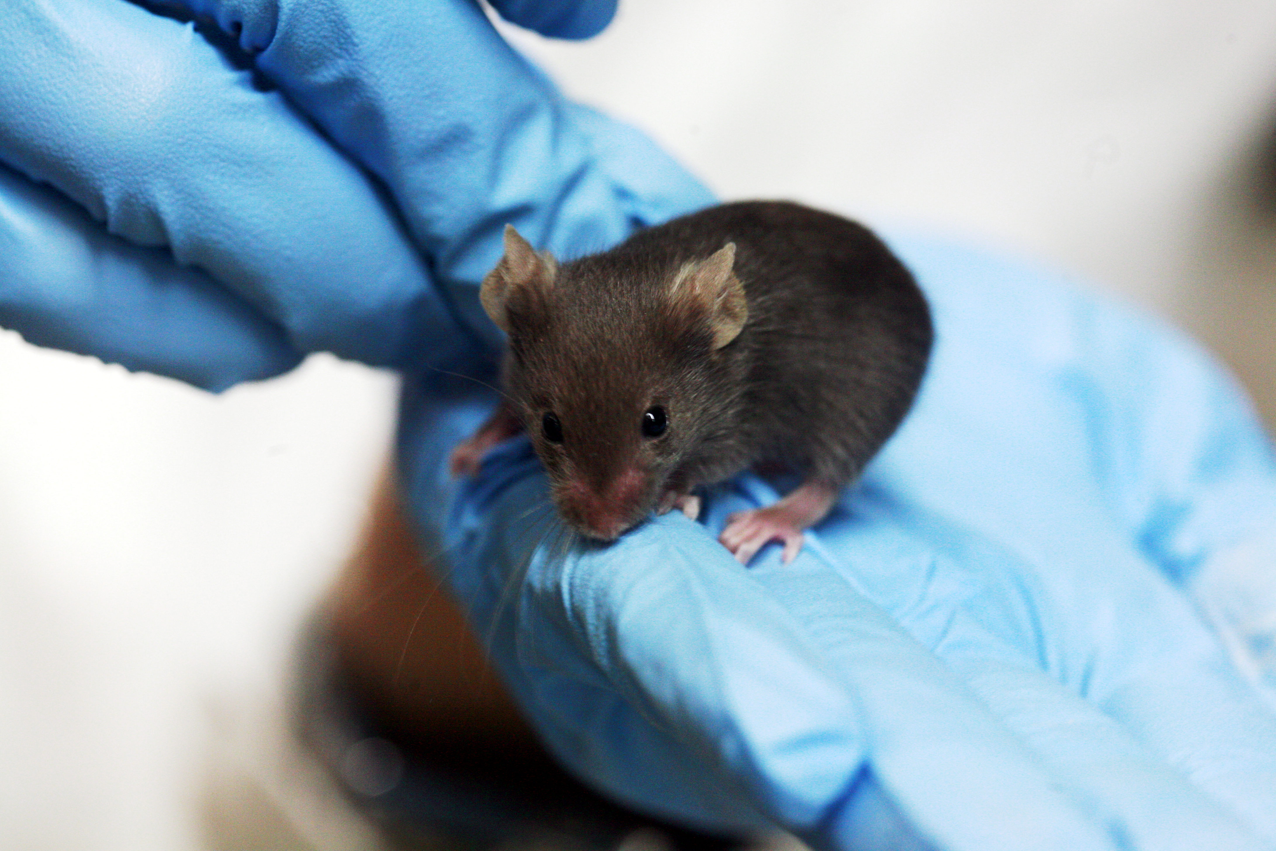 Study in Mice Suggests That Covid-19 Increases Risk of Developing Parkinson’s Disease