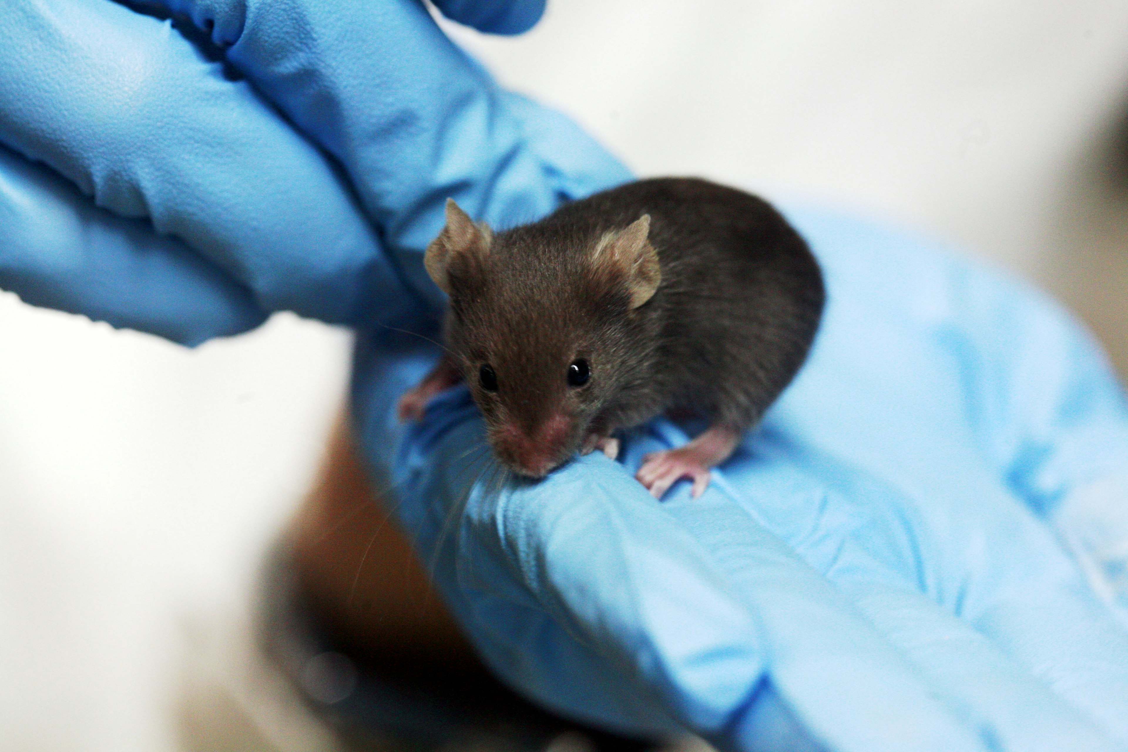 A small brown mouse held in the palm of a hand.